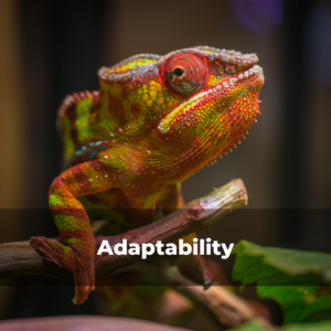 Growing adaptability at work